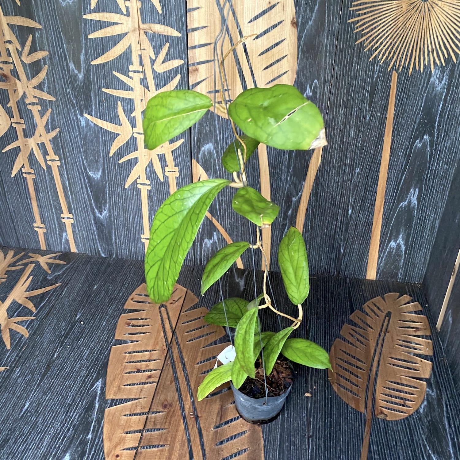 Hoya vitellinoides - exemplare mari