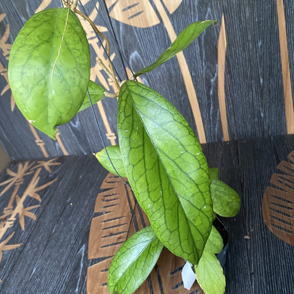 Hoya vitellinoides - veliki primjerci