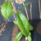 Hoya vitellinoides - nagy példányok