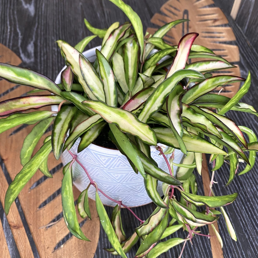 Hoya wayetii 'Variegata'