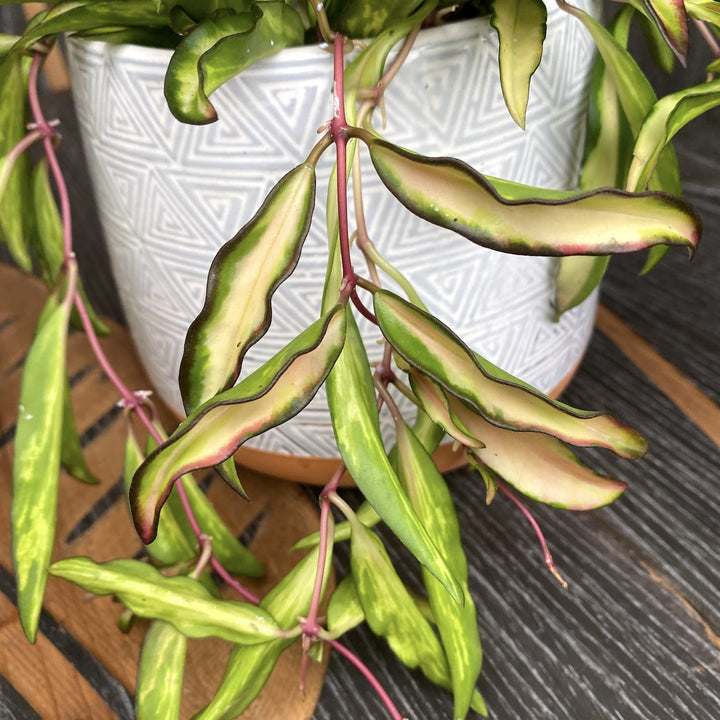 Hoya wayetii 'Variegata'