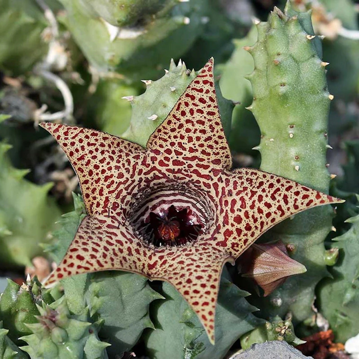 Huernia piersii