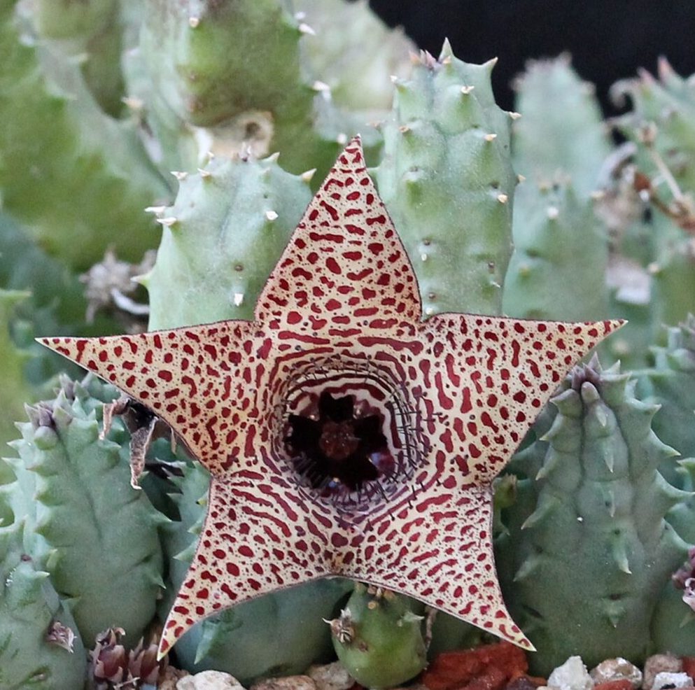Huernia piersii