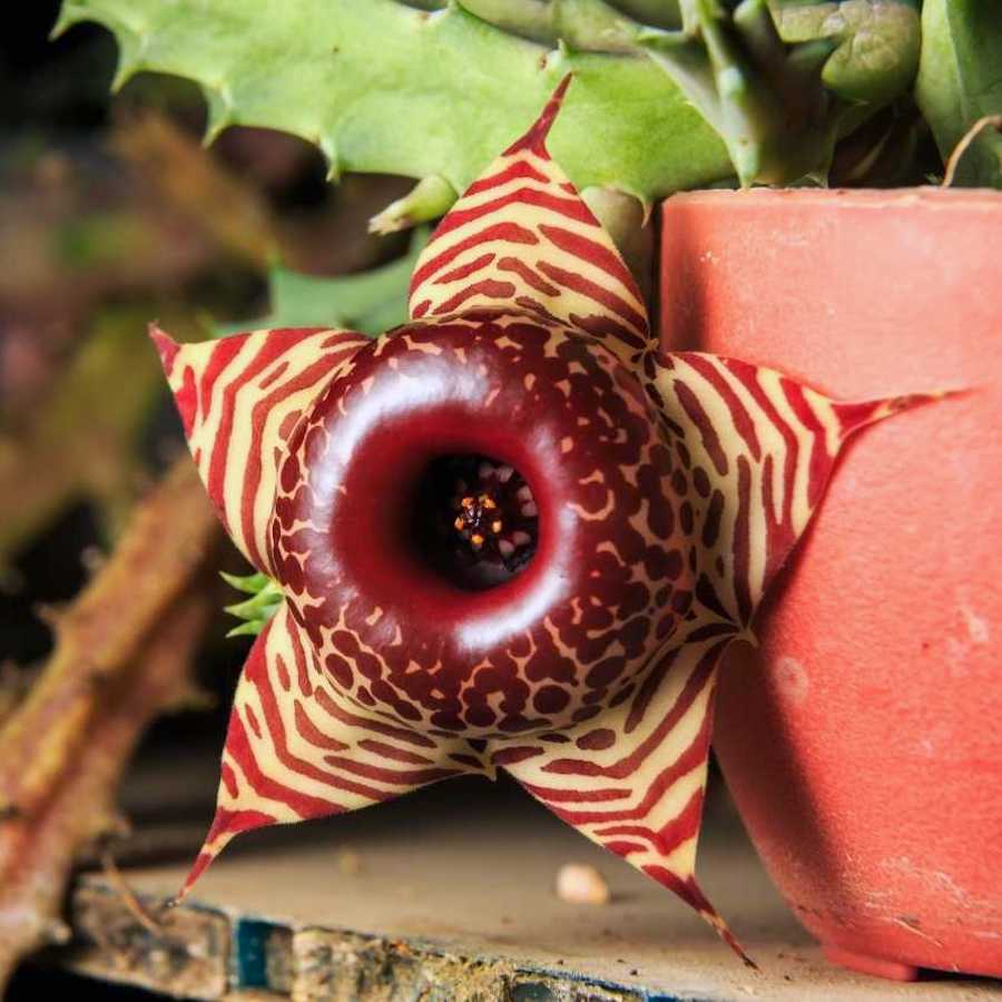 Huernia zebrina (confusa)