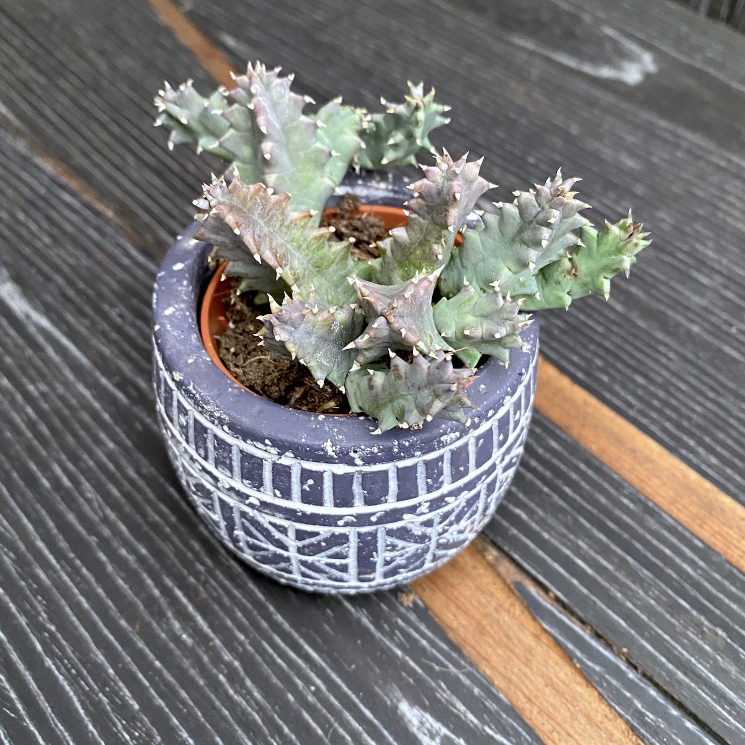 Huernia zebrina (confusa)