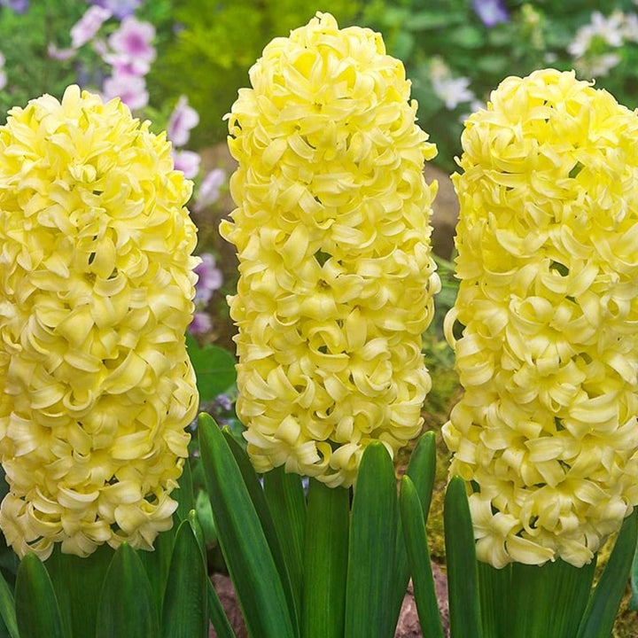 Zambile galbene - Hyacinthus orientalis 'Gipsy Princess'