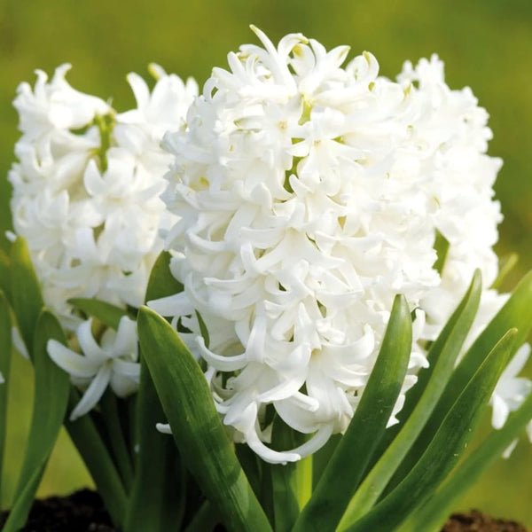 Zambile albe - Hyacinthus orientalis 'Pearl White'