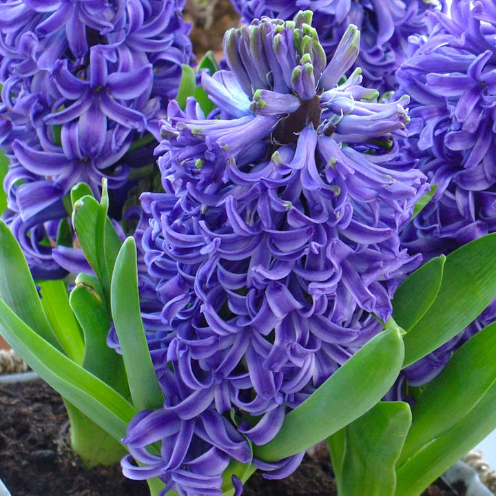 Zambile albastre - Hyacinthus orientalis 'Pearl Blue'