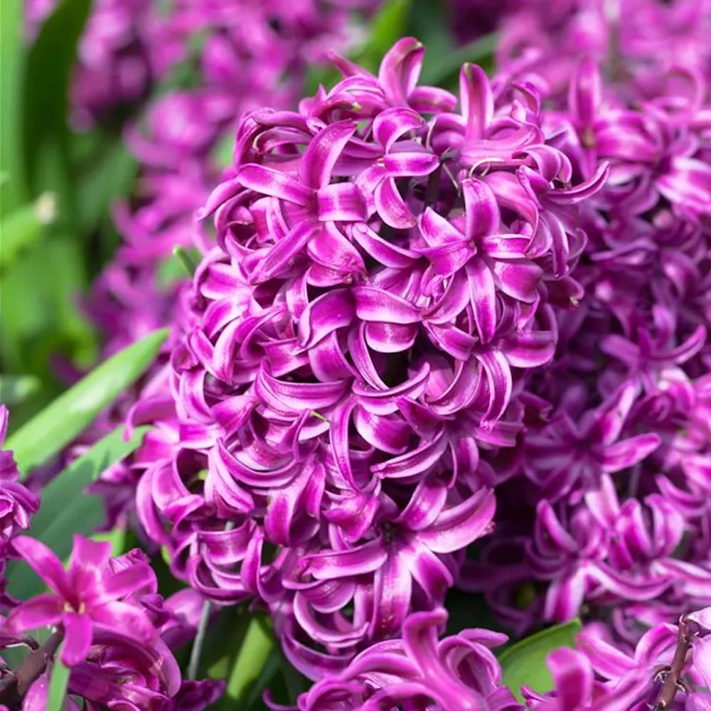 Zambile mov - Hyacinthus orientalis 'Purple Sensation'