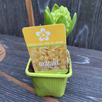 Yellow Hyacinths - Hyacinthus orientalis 'Gipsy Princess' (Yellow stone)