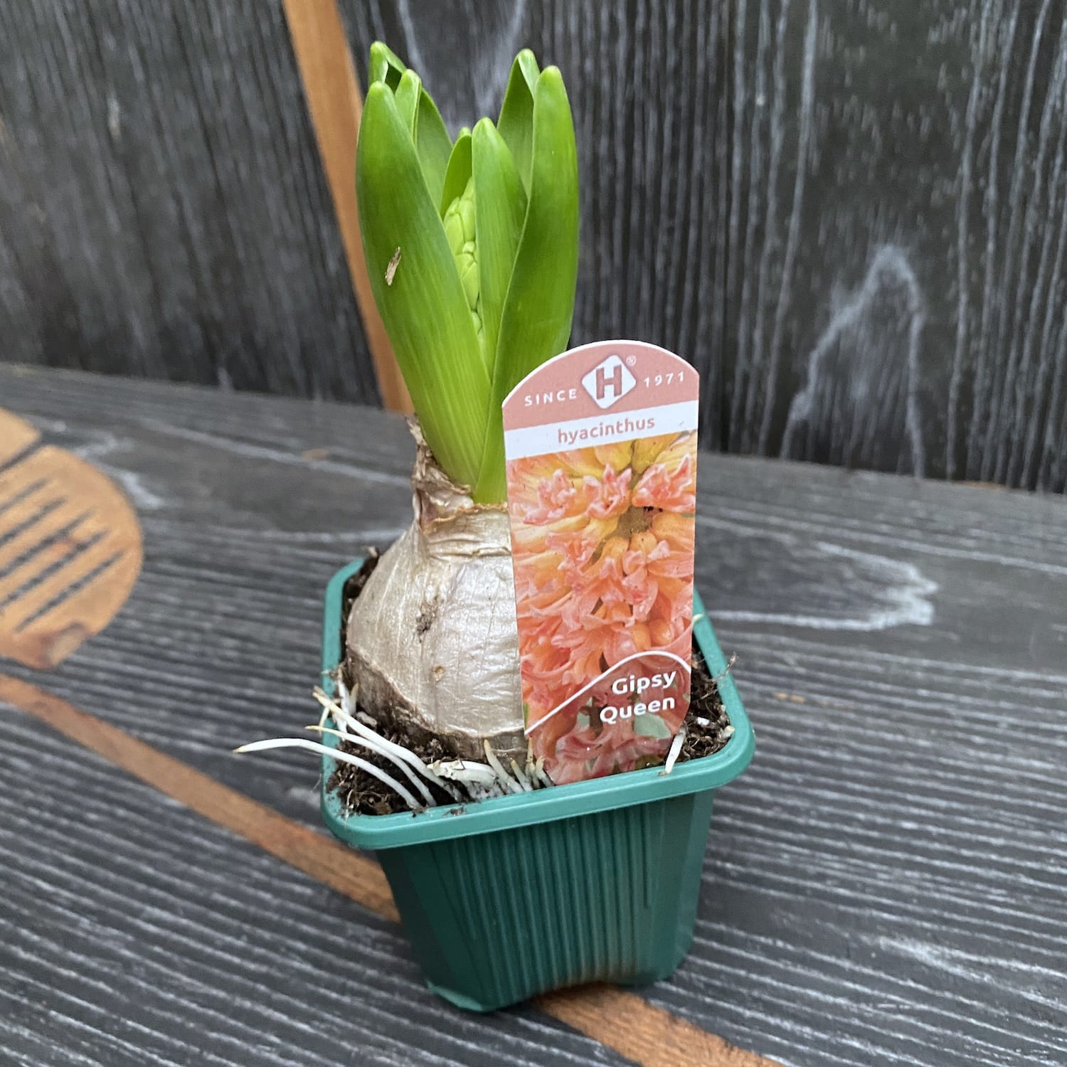 Zambile portocalii - Hyacinthus orientalis 'Gipsy Queen' D7