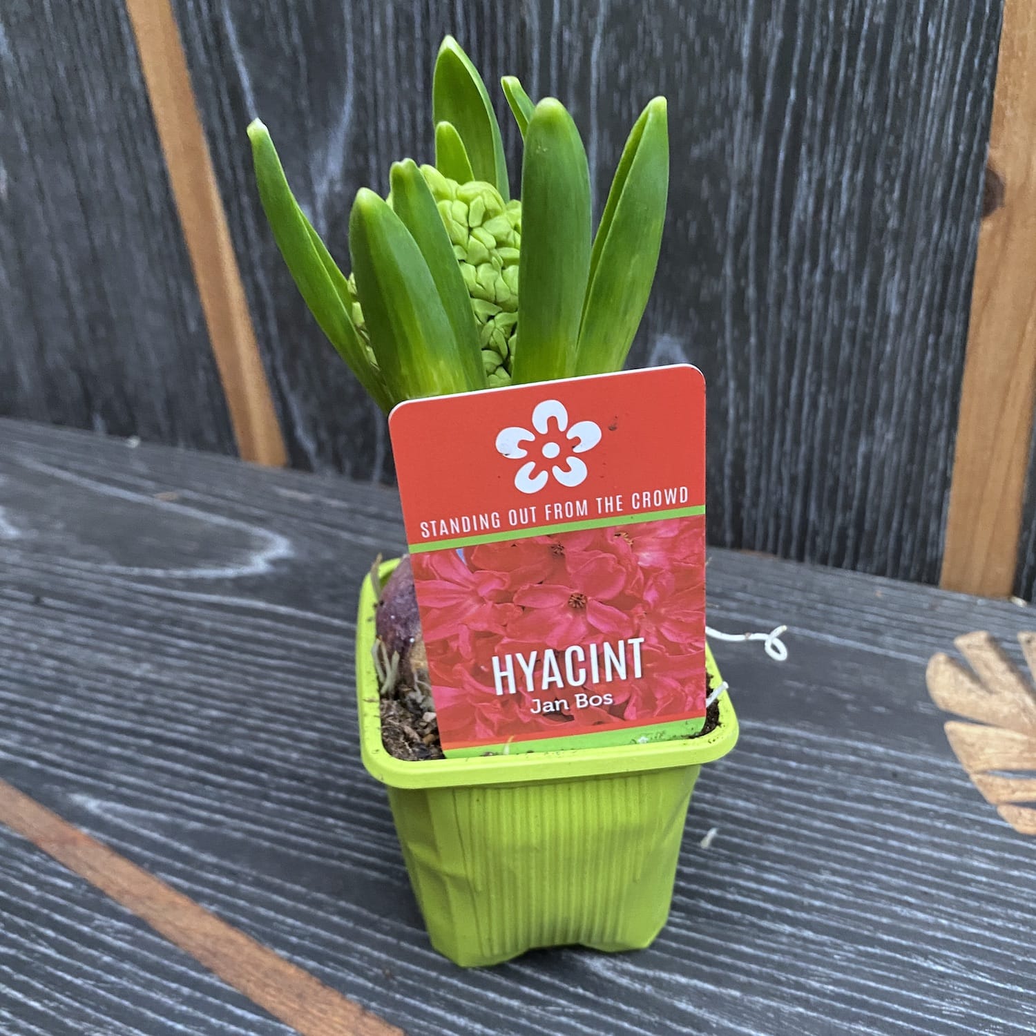 Zambile - Hyacinthus orientalis 'Jan Bos'