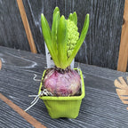 Zambile - Hyacinthus orientalis 'Jan Bos'