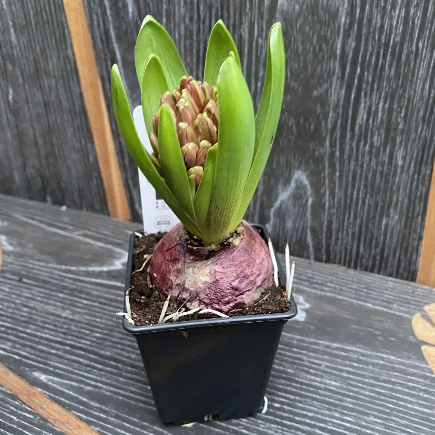 Zambile roz - Hyacinthus orientalis 'Pink Pearl'
