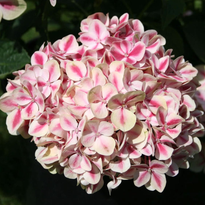 Hydrangea macrophylla 'Camilla'