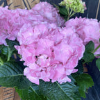 Hortensie Hydrangea macrophylla Rosita