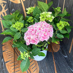 Hydrangea macrophylla 'Sunrise' (hortensie)