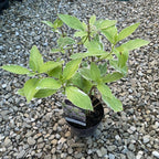 Hydrangea macrophylla Light-o-day ('Bailday') - šareni hortenzija