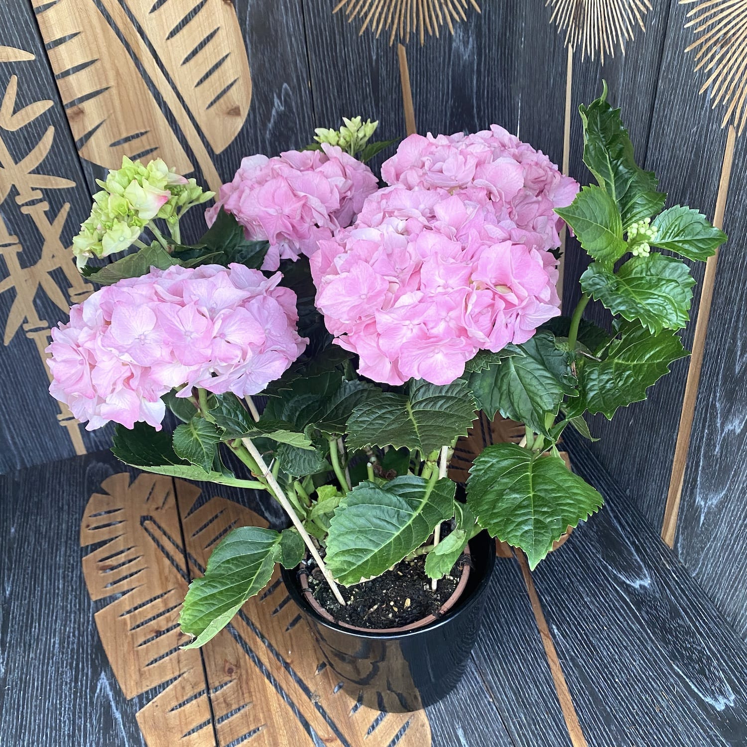 Ορτανσία Hydrangea macrophylla Rosita