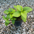 Hydrangea macrophylla 'Schneeball' (Gartenhortensie)