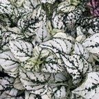 Hypoestes phyllostachya 'Splash Select White' (Punktierte Pflanze)