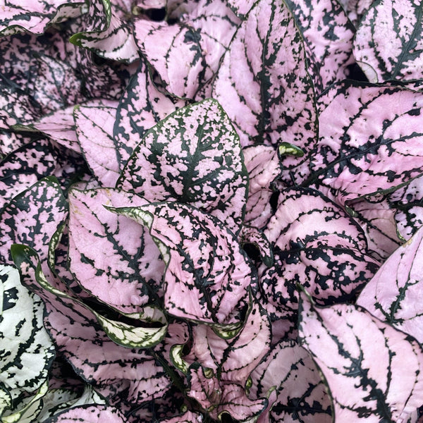 Hypoestes phyllostachya Pink (freckle plant)