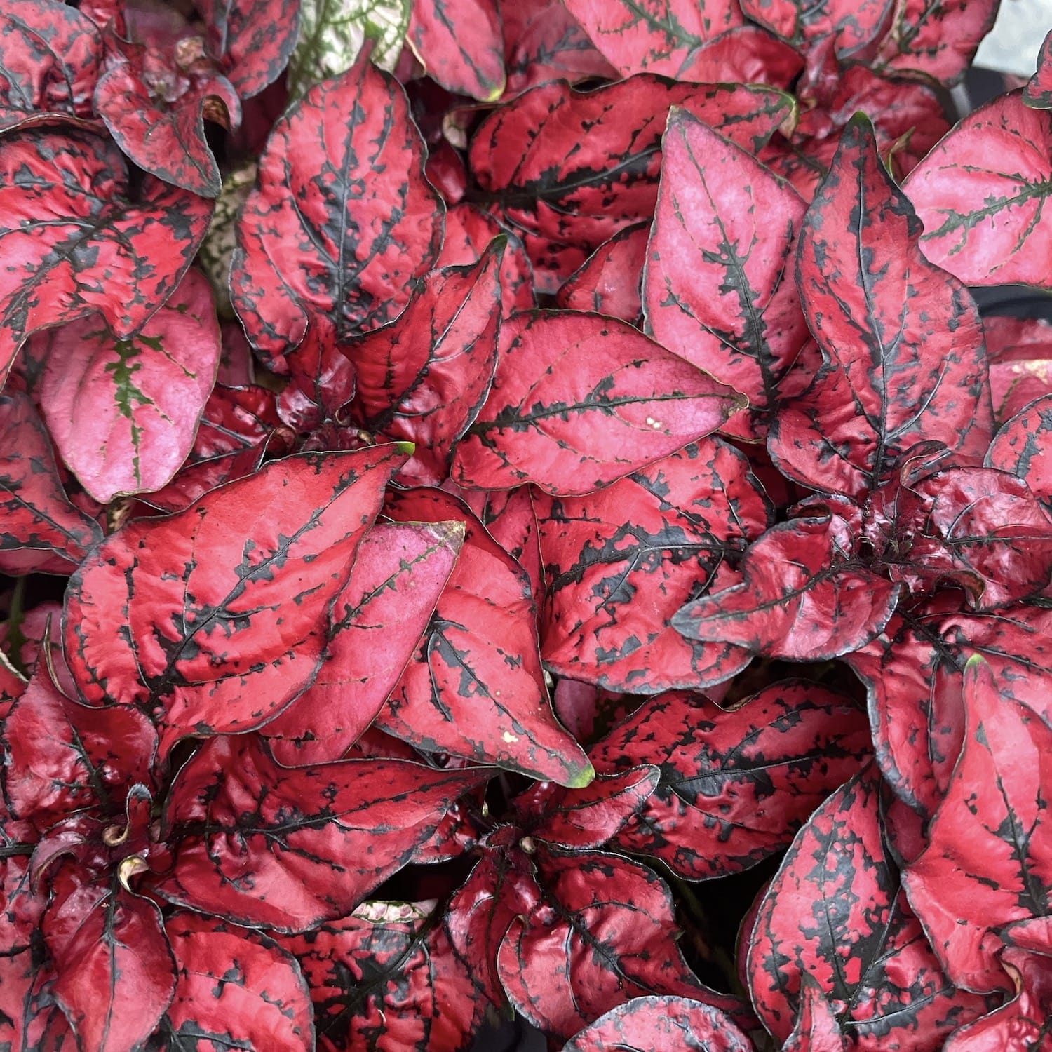 Hypoestes phyllostachya Red (planta cu pistrui)