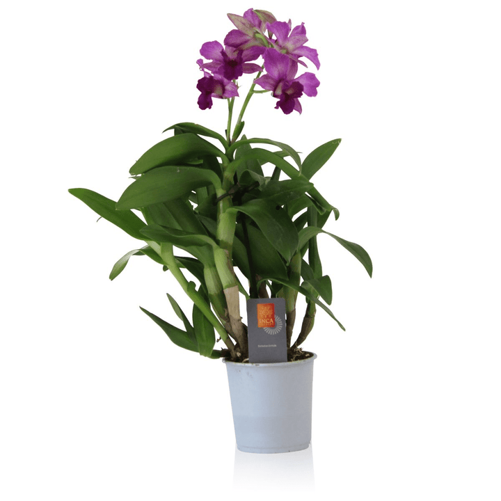 Dendrobium Emma Proud King (Dendrobium Proud Appeal)