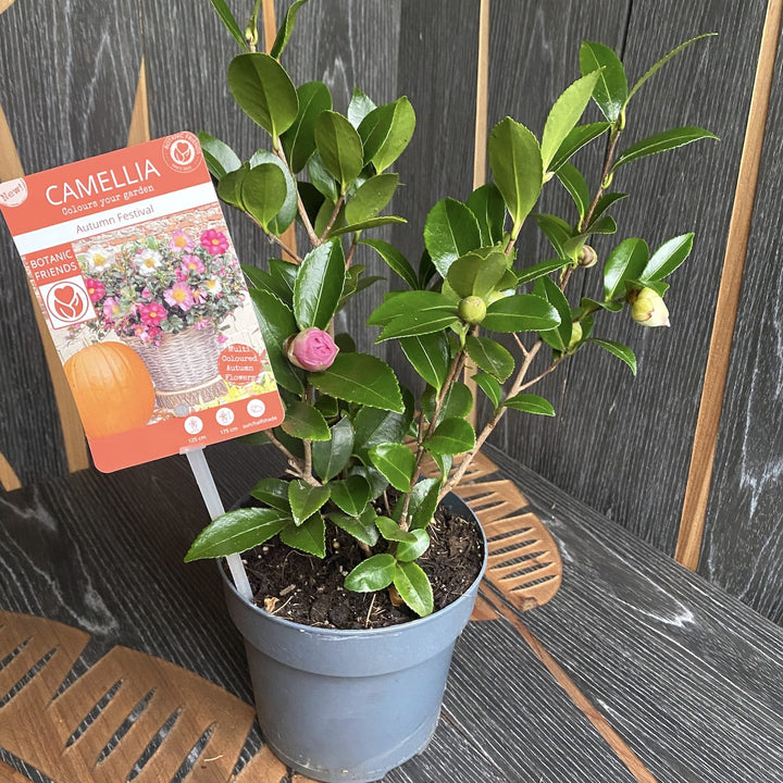 Camellia sasanqua 'Autumn Festival'