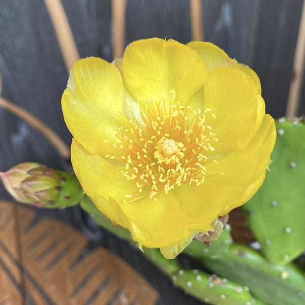 Garden cactus with edible fruits and leaves - Opuntia humifusa (Devil's Tongue) D14