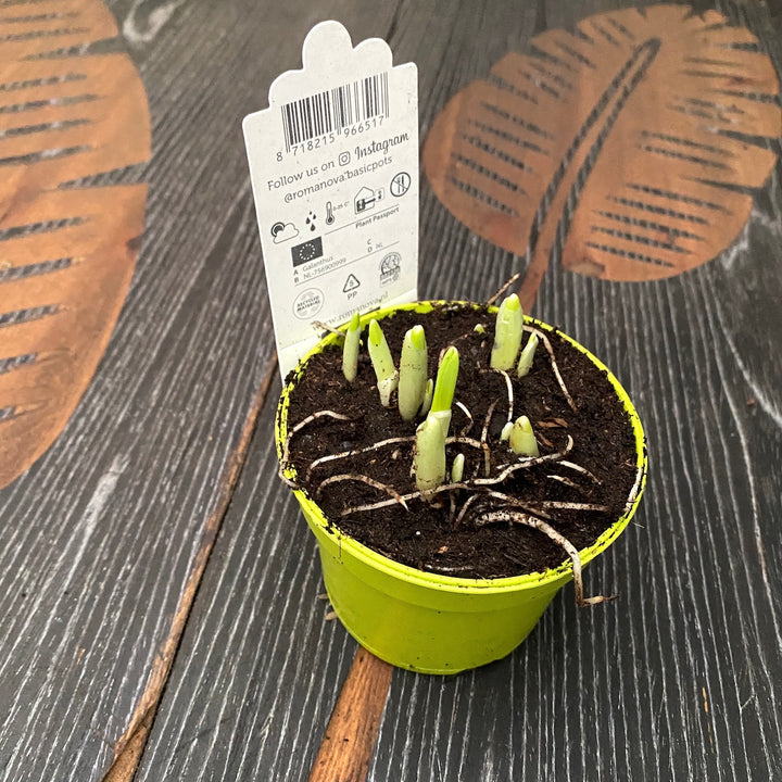 Galanthus elwesii