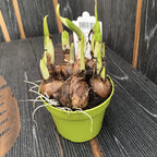 Ghiocei de vara - Leucojum aestivum