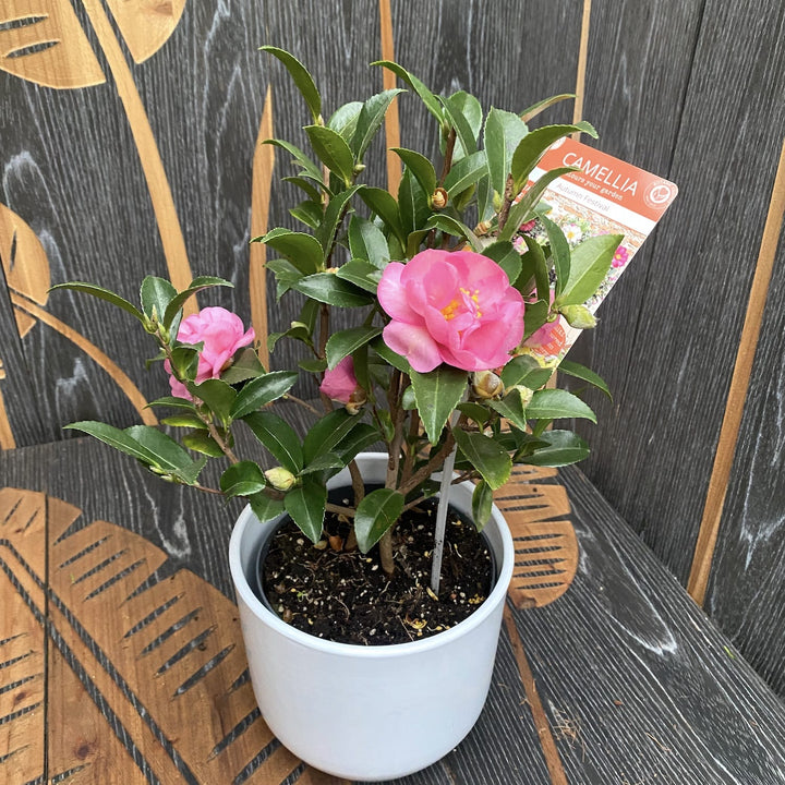 Camellia sasanqua 'Autumn Festival'