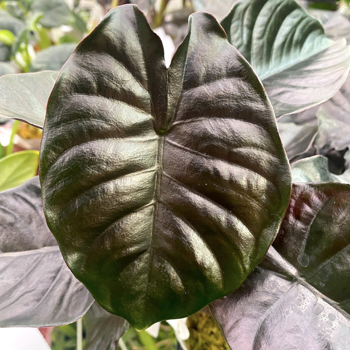 Alocasia infernalis