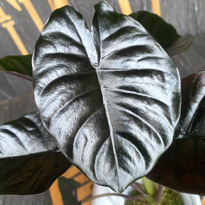 Alocasia infernalis