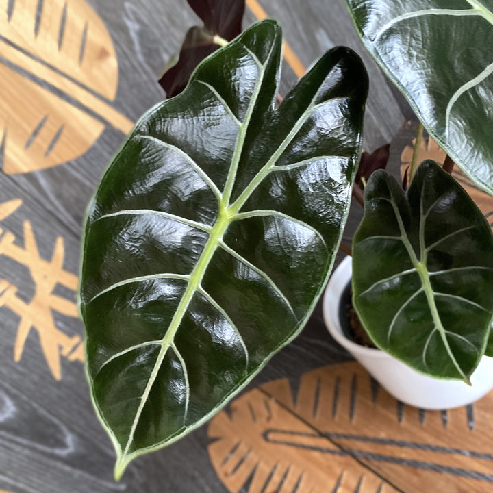 Alocasia longiloba 'Purple Princess'