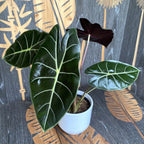 Alocasia longiloba 'Пърпъл Принцес'