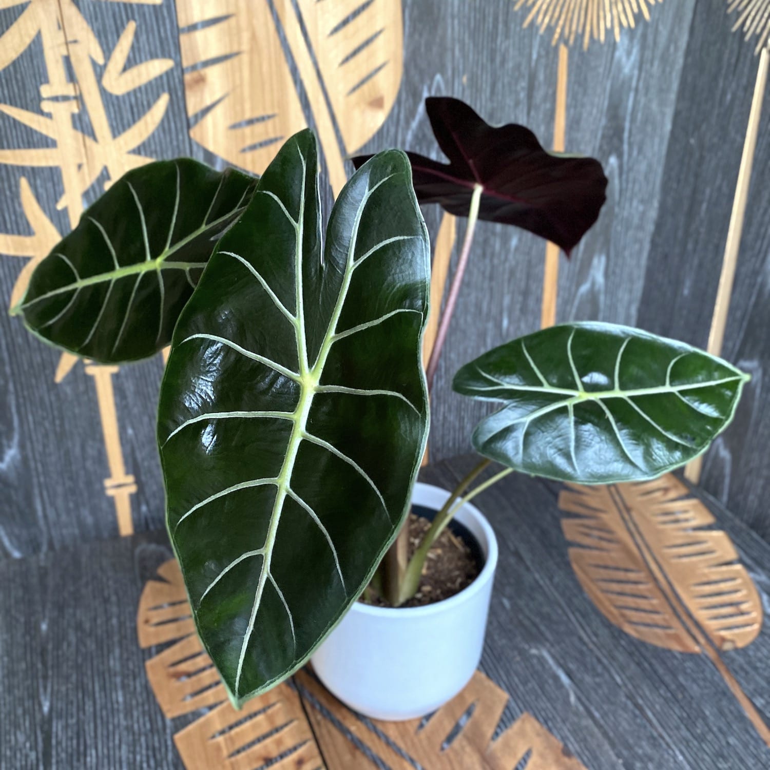 Alocasia longiloba 'Purple Princess'
