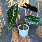 Alocasia longiloba 'Пърпъл Принцес'