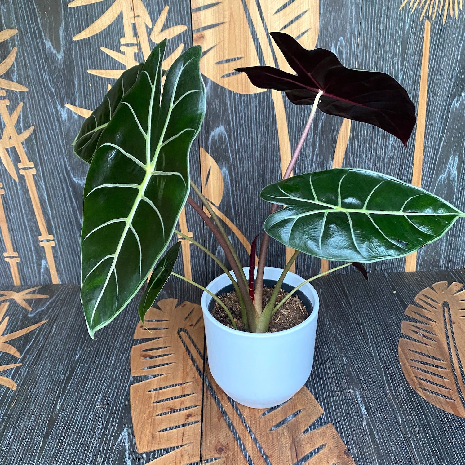 Alocasia longiloba 'Purple Princess'