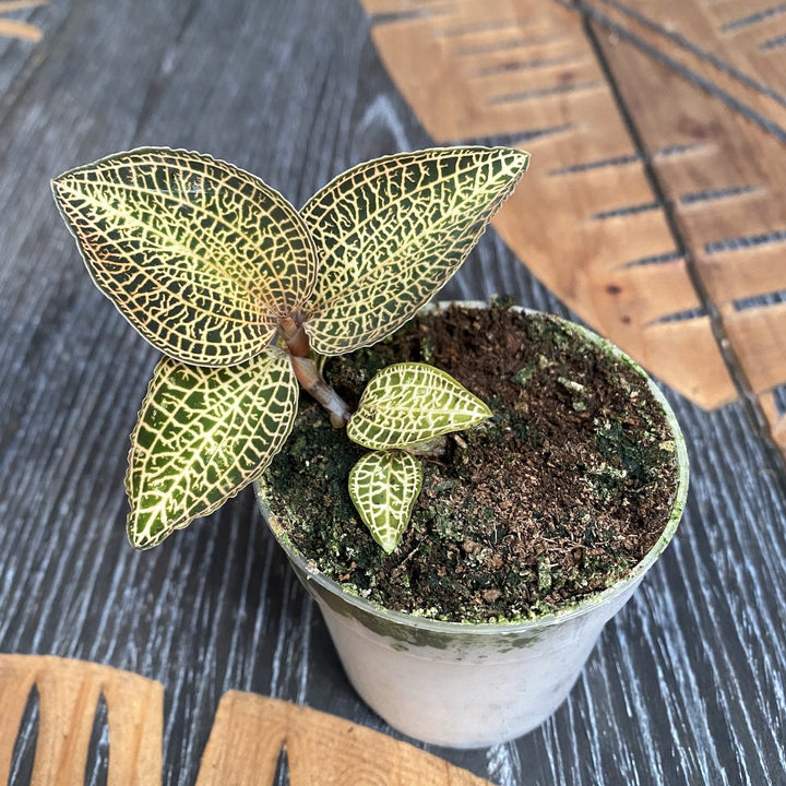 Anoectochilus roxburghii 'Gold Bar'