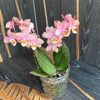 Phalaenopsis perfumada * perfumada