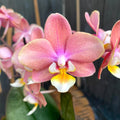 Phalaenopsis perfumada * perfumada