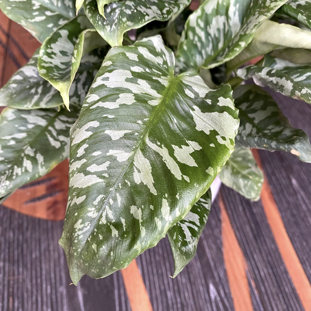 Schismatoglottis sp. Thailand (mindestens 4-5 Pflanzen/Topf)