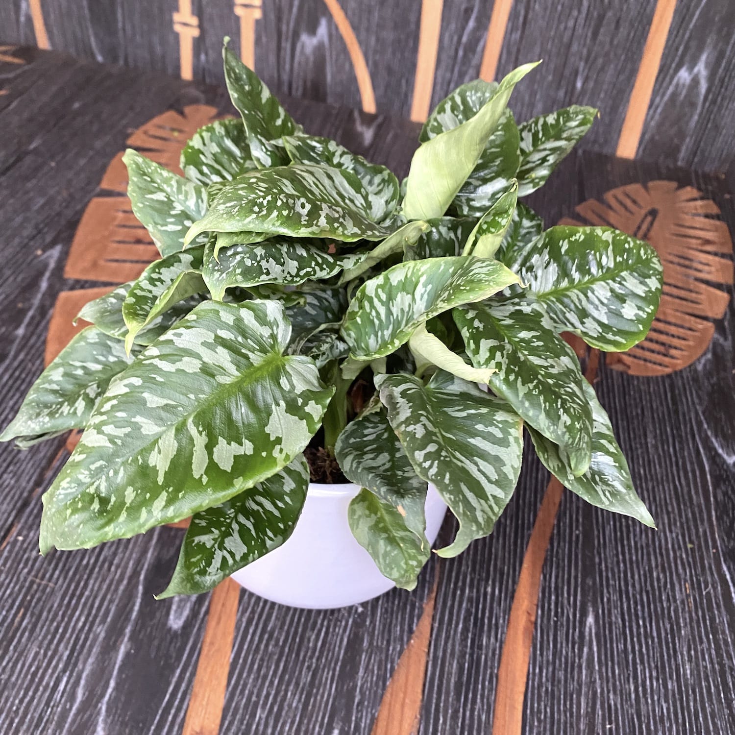 Schismatoglottis sp. Thailand (minim 4-5 plante/ghiveci)