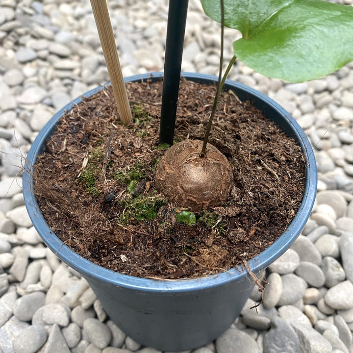 Dioscorea elephantipes - Elephant's Foot, Turtle Shell (caudex)