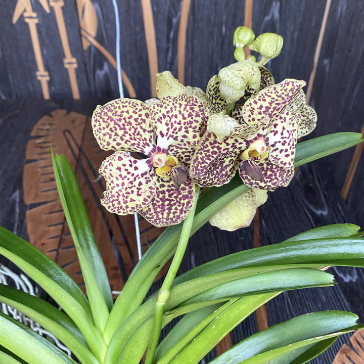 Vanda Sangria Spots (Ansu)