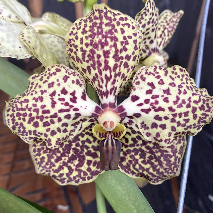 Vanda Sangria Spots (Ansu)