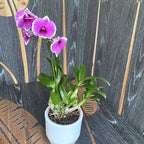 Dendrobium Phalaenopsis Bicolor