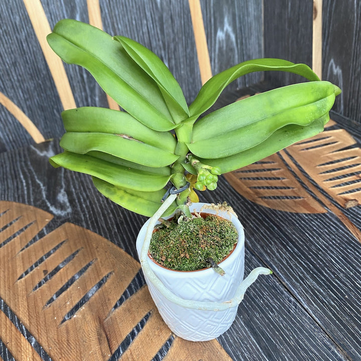 Gastrochilus acutifolius